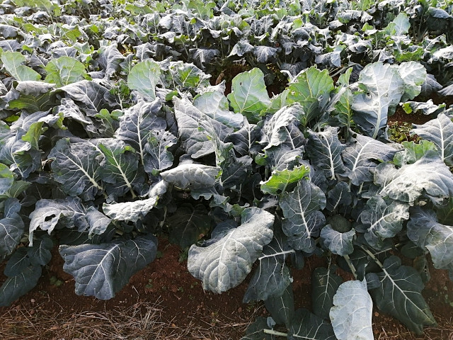 夏蒔きブロッコリーを混植で育てたい。相性が良い野菜を教えてください