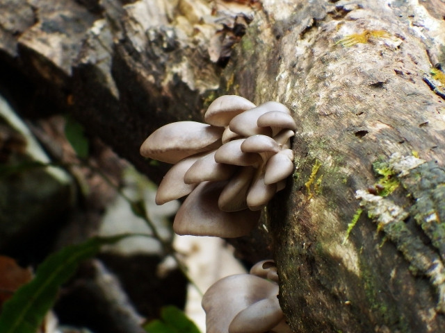 ひらたけ（シメジ）の病虫害対策に農薬は使いますか？