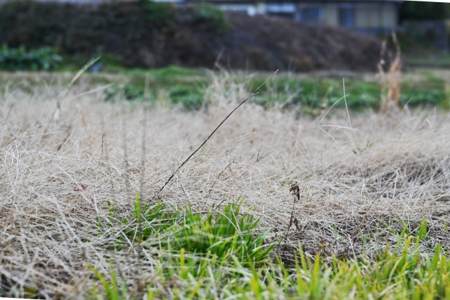 耕作放棄畑を覆う多年生雑草を退治するにはどうしたらよいですか?