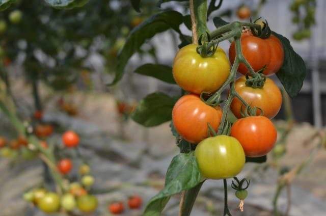 トマトが青枯病にかかった際の症状や対策方法を知りたい