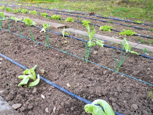 井戸水を使っているので散水チューブがすぐ目詰まりしてしまう。どうすればいいですか?