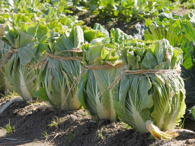 白菜を栽培する際、白菜を縛るとどのような効果があるのでしょうか?