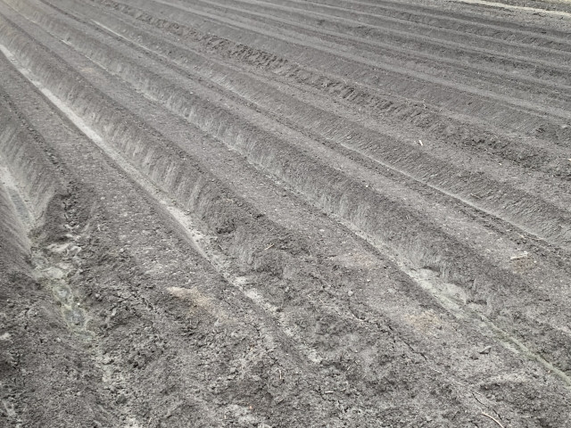 青枯病の対策に石灰窒素は効果がありますか?