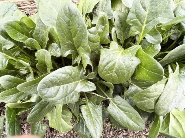 ほうれん草を冬に栽培すると糖度があがる？品種選びやコツを教えてください