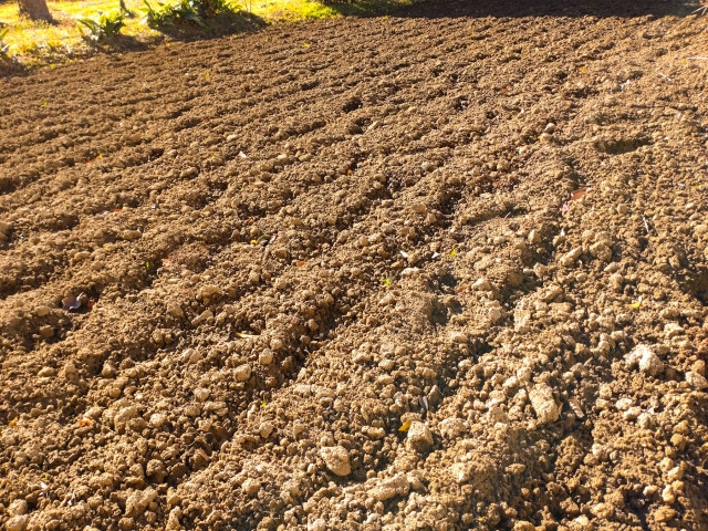 サツマイモへ肥料を与える時期を知りたい