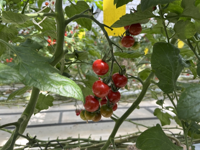 ハウスでトマト栽培をしていますが、灰色かび病が発生しました…