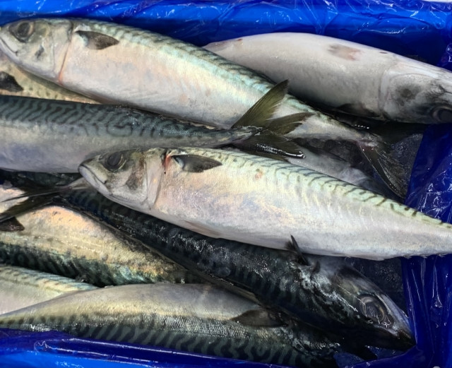 サバの定置網漁について方法や現状を教えてください