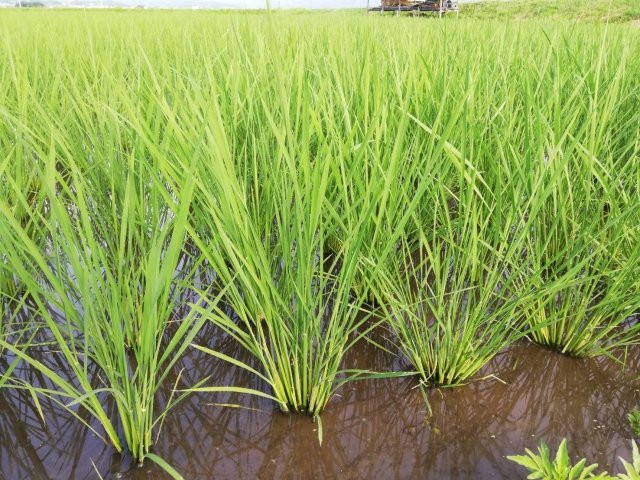 疎植栽培している稲の苗