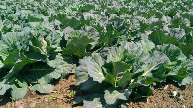 キャベツの栽培で夏まきと秋まきでは味が違う気がします。追肥が原因？