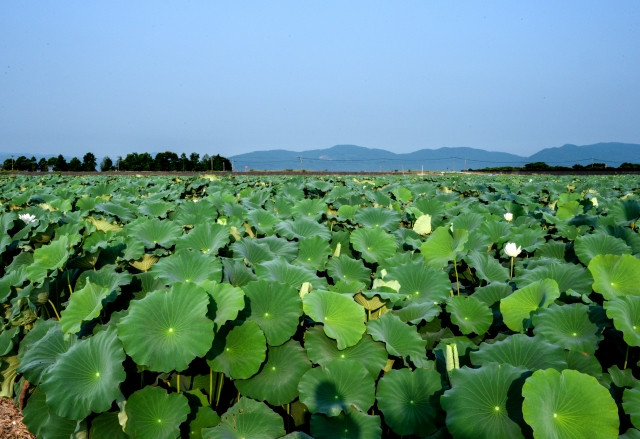 レンコンの栽培方法が知りたい。植え付けや収穫の時期はいつ？