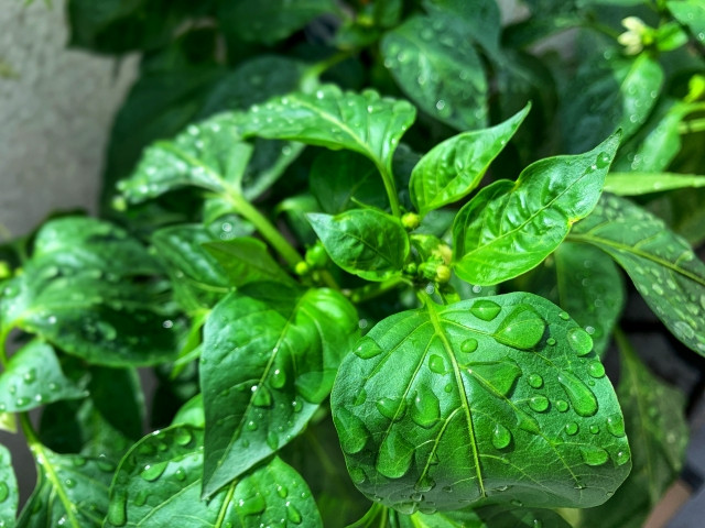 ピーマン栽培の水やりはどうやるべき?