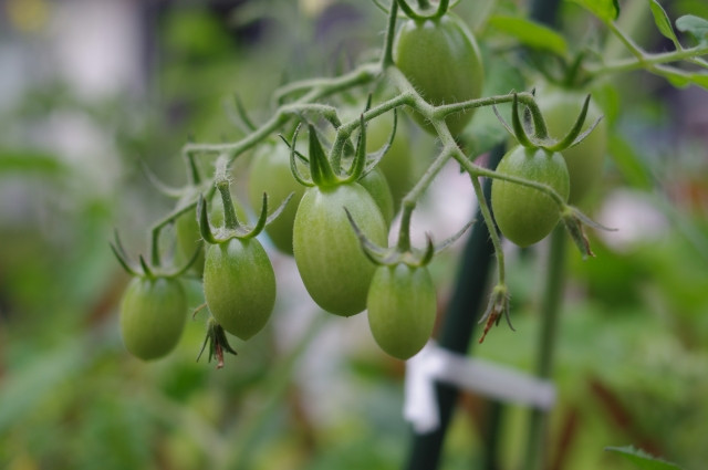 アイコの実が割れてしまいます。原因や対策を教えて