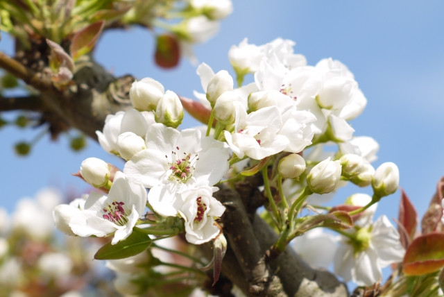 九州や関東で梨が発芽不良だと聞きました。どうしたら防げますか？
