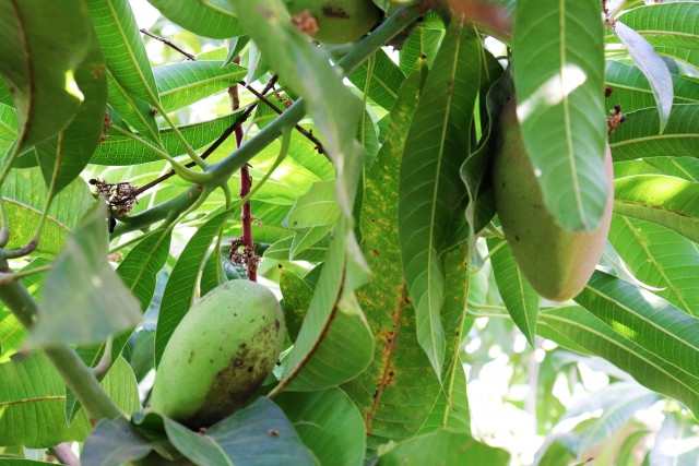 マンゴー栽培で特に気をつけるべき病気は？