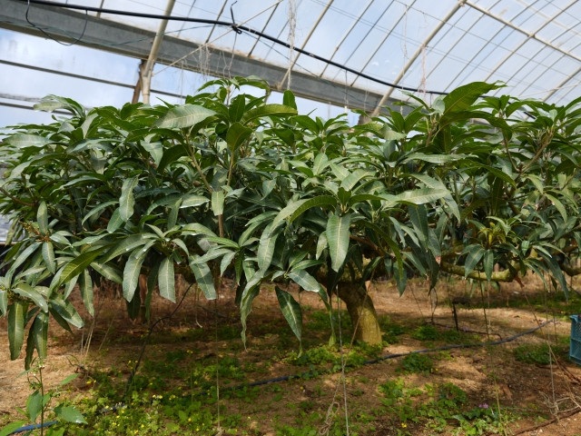 マンゴー栽培で、糖度をアップするにはどのような肥料を与えるといいですか？