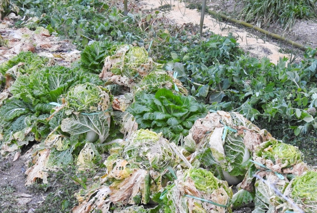 軟腐病(なんぷびょう)の予防方法を教えてください