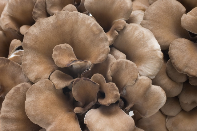 舞茸の栽培期間を教えてほしいです