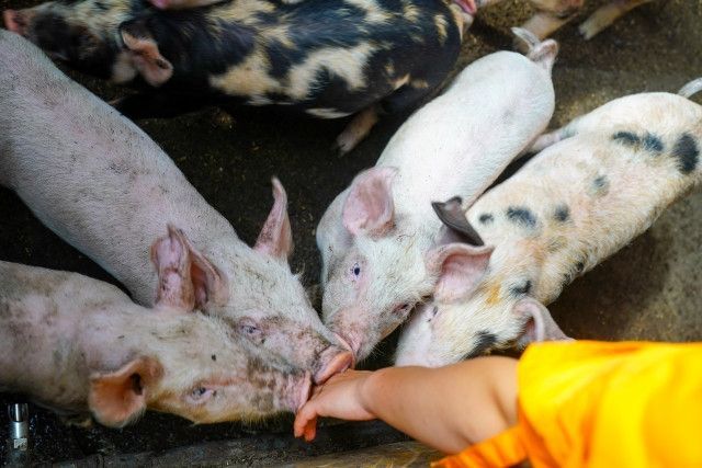 養豚業を息子に継がせたいが、飼料の高騰が続き不安です。将来やっていけるでしょうか?