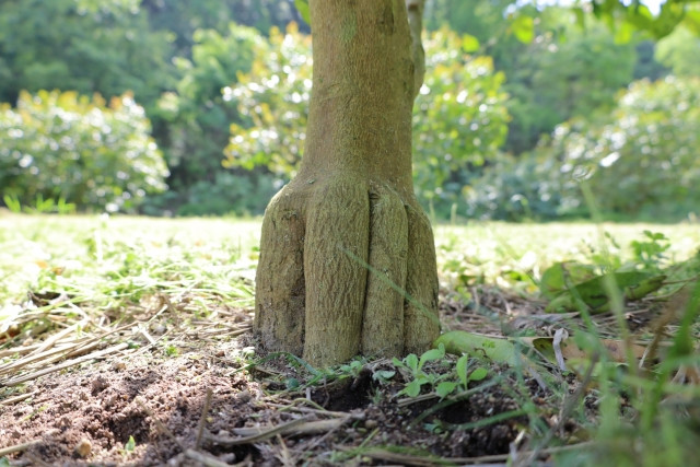 レモン栽培における追肥のやり方を知りたい