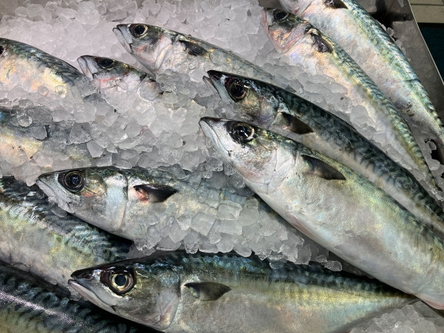 国内で流通するサバのうち、養殖サバの占める割合は?