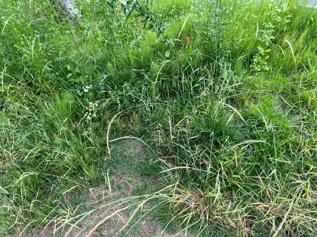 酢を撒くと雑草のスギナ対策に効果があるの？散布する際の注意点を教えてほしい