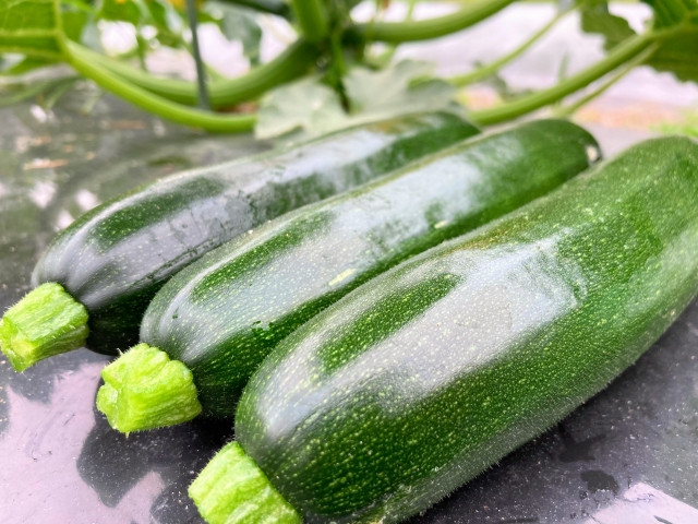 ズッキーニ栽培で収穫量をあげたい!長期収穫するコツは?