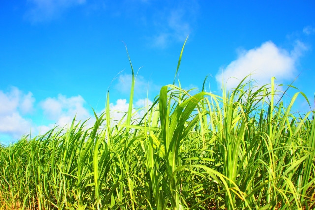 サトウキビ栽培では農薬を散布する必要はありますか？