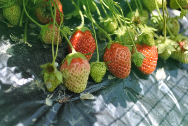 いちごが萎凋病になってしまったかも!?原因や対策を教えてください