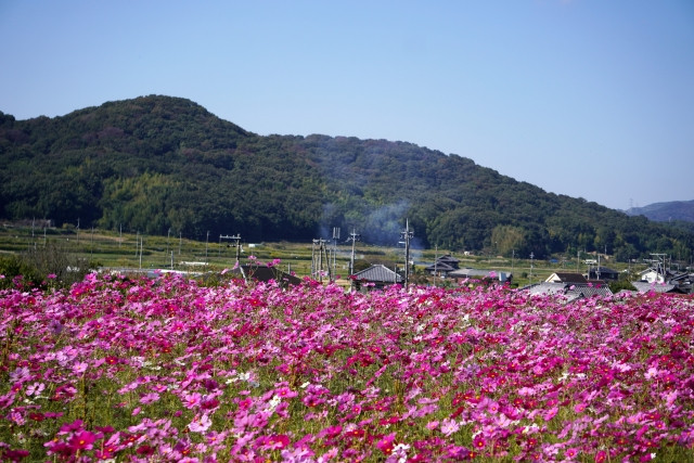 コスモス畑に生える雑草(スギナやシロザ、ヒメジョオン、ノボロギク)を防ぐ方法は?