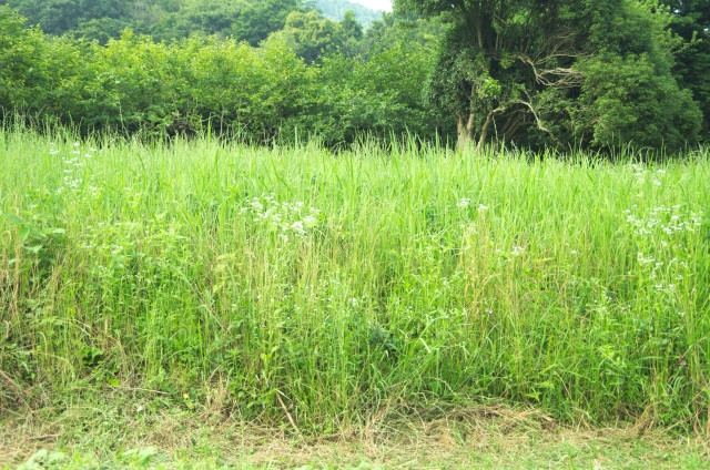 雑草の種類ごとに対策方法を教えてほしい！