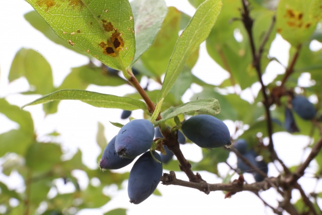 ハスカップの効果的な挿し木の方法を教えてほしい