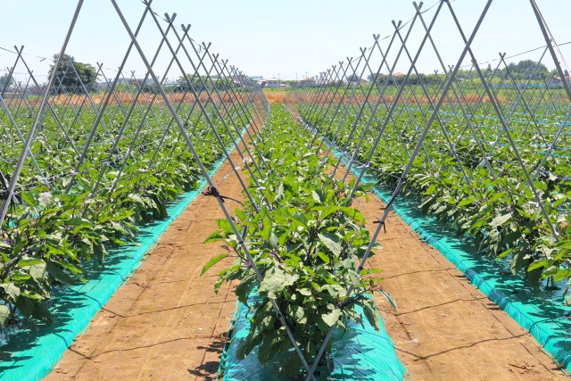 ナスを栽培していますが、あまり元気がありません。追肥の手順や注意点を教えてください