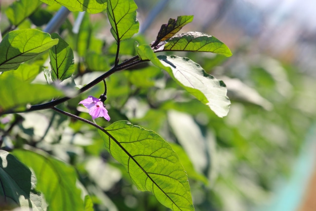 ナスを長くたくさん収穫するための摘芯のやり方は?