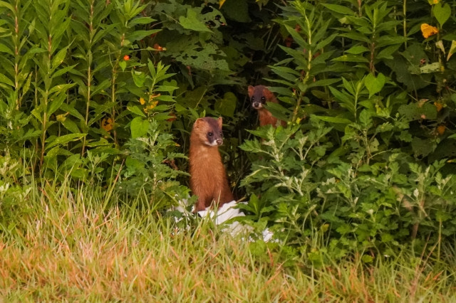 イタチを捕獲して放獣する場合、どのように放つのが適切ですか?