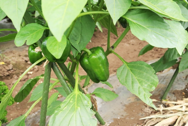 ピーマン栽培の時期ごとの作業やポイントを教えてほしいです