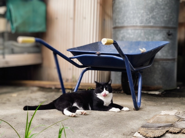 乳牛のエサの食害対策に野良ネコを餌付けしていますが、問題ないですか？