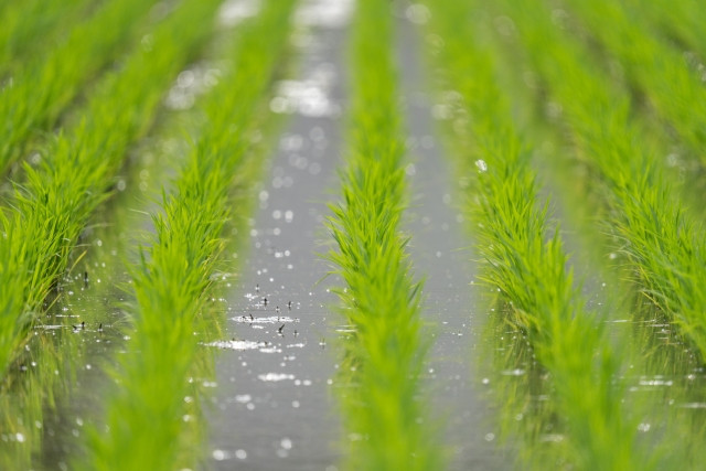 引退する父から田んぼを引き継ぎました。米作りの稲の分けつ時期の追肥は、尿素でも良いのでしょうか?
