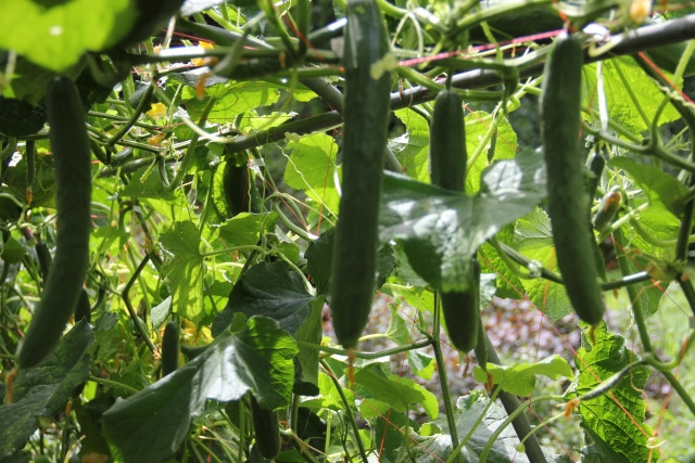 露地できゅうりを栽培すると、水っぽくなってしまう。何を改善すべき?