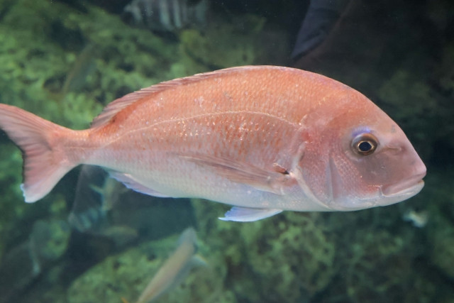 真鯛の養殖方法とは？真鯛の育て方や養殖の産地を教えてください