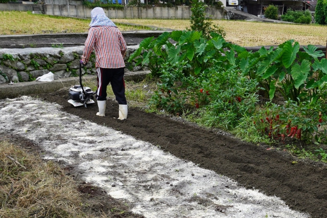 青枯病に消石灰を使った土壌消毒は有効ですか