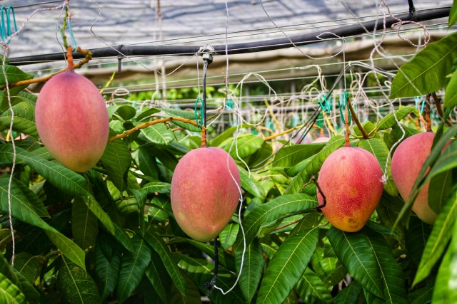 マンゴーをハウス栽培する際の温度管理やスケジュールを学びたい