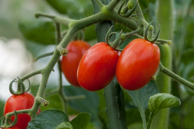 ミニトマトのアイコの収穫適期が知りたいです！