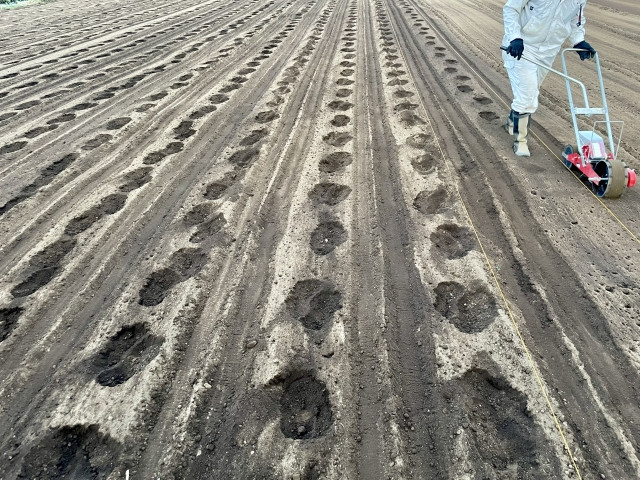 にんじん栽培で1粒播きを検討していますが、発芽させるコツはありますか？