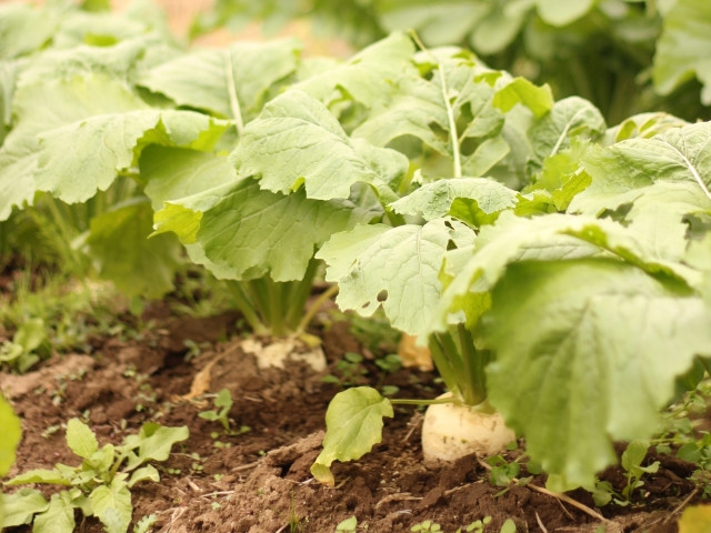 小カブを栽培したら根こぶ病を発症してしまった！早期発見する方法は？