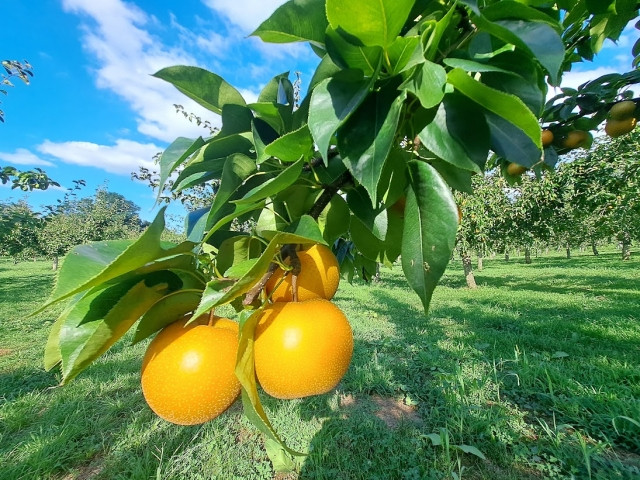 梨を栽培していますが「白紋羽病」「萎縮病」が発生しました。対策方法を教えてください
