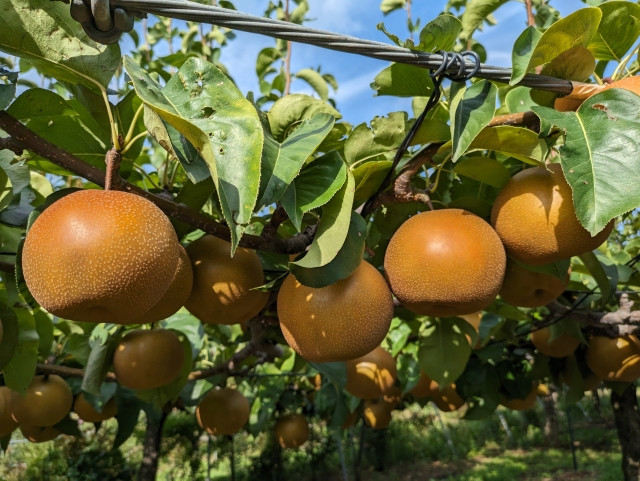 直売所の梨に腐れが出てしまう。収穫する時間帯によって日持ちは違いますか？