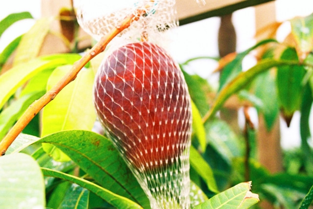 地域ブランド品である「太陽のタマゴ」を栽培したい！新規就農者が参入するには？