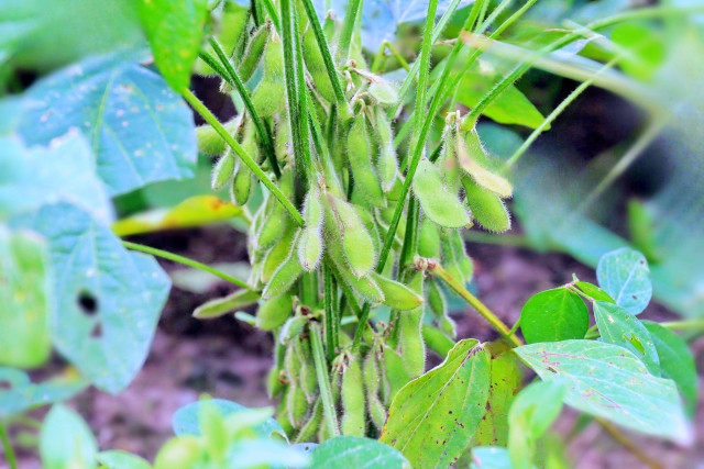 枝豆の葉を生い茂らせずに、収量を減らさない栽培方法はありますか?