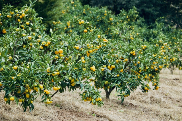 みかん栽培時に行う肥料の施用法を知りたい