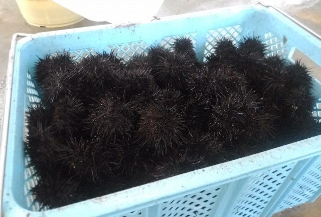 ウニ養殖の流れやポイントを教えてください